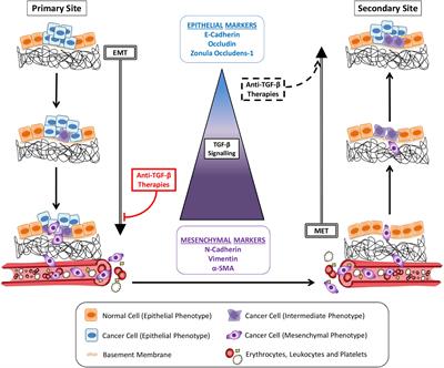 On-Target Anti-TGF-β Therapies Are Not Succeeding in Clinical Cancer Treatments: What Are Remaining Challenges?